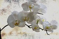 Ganz in weiss..... - Weiße Orchideen von Christine Nöhmeier Miniaturansicht