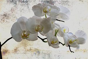 Ganz in weiss..... - Weiße Orchideen