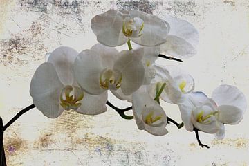 Ganz in weiss..... - Weiße Orchideen von Christine Nöhmeier