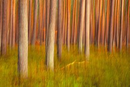 Barcodewald an der Ostsee von Patrick Lohmüller
