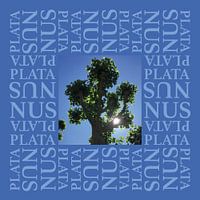 Platanus double blue 1