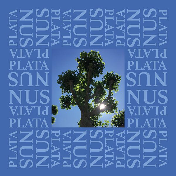 Platanus double blue 1 by Esther van de Beek