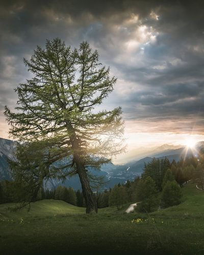 Fluister van het bos