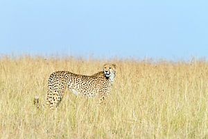 Gepard im Gras von Angelika Stern