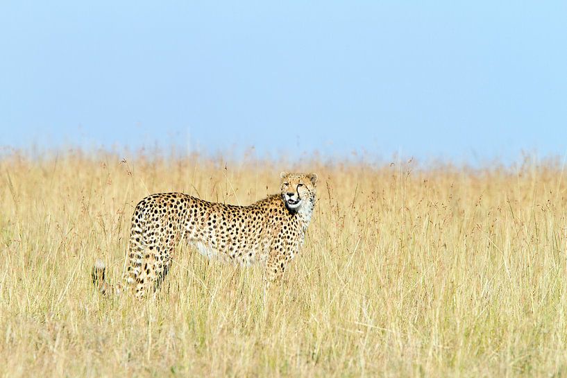 Cheetah in the grass by Angelika Stern