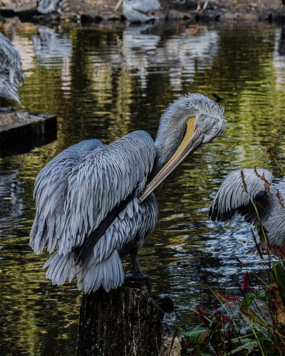 Pelikaan bij het water