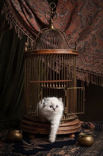 L'oiseau s'est envolé, le chaton s'échappe de la cage à oiseaux