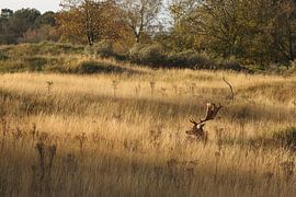 Die Farben der Savanne von Daniëlle Eibrink Jansen