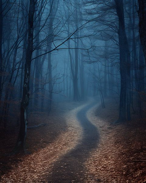 Wald von fernlichtsicht