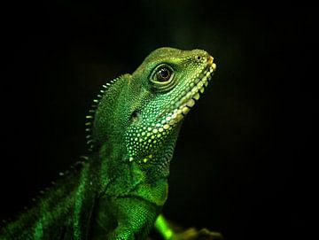 Reptielen, Hagedis sur Rob Jansen