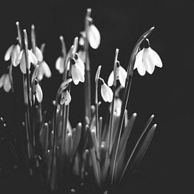 sneeuwklokjes by Harry Bouman