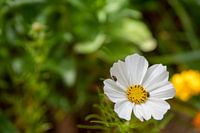 Weiße Blüte mit Insekten