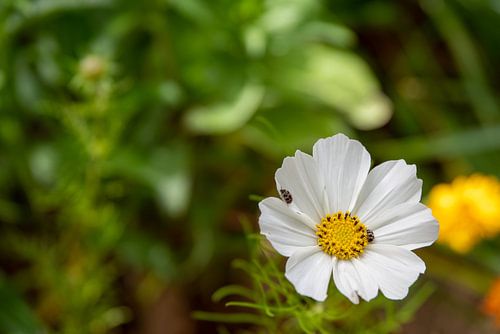 Weiße Blüte mit Insekten