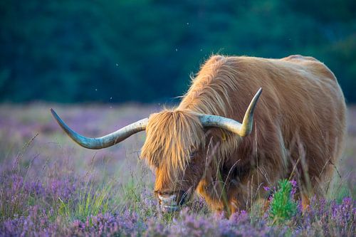 Schotse hooglander in het avondlicht