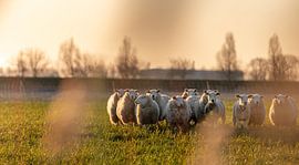 Schapen met het winterse ochtendlicht 2 by Percy's fotografie
