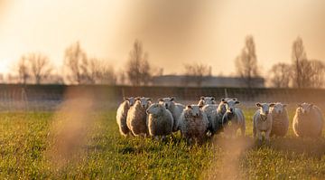 Schapen met het winterse ochtendlicht 2 van Percy's fotografie