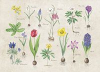 Spring bloomers on old slab