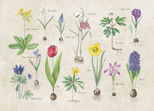 Spring bloomers on old slab