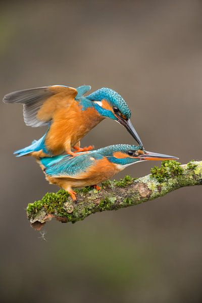 Kingfisher photographed in the Throw by Jeroen Stel