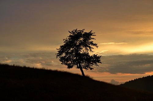 Sunset tree