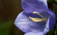 paars blauwe campenula