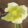 Hummingbird butterfly by Babette van den Berg