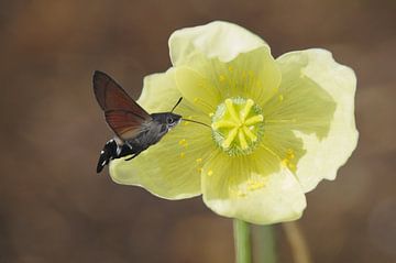 Kolibri-Schmetterling von Babette van den Berg