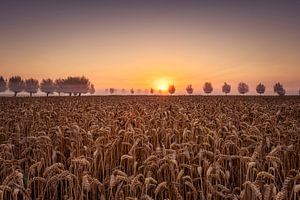 Champs de blé aux Pays-Bas sur Rob Sprenger