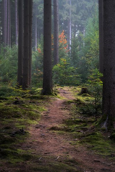 Forest road in Baden-Württemberg with moss on the ground and fog in the forest by Daniel Pahmeier