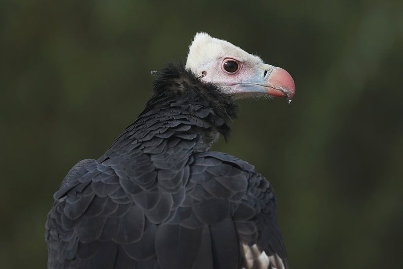 White-headed Vulture (Trigonoceps occipitalis) by Ronald Pol