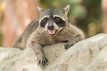 Raccoon on the beach of Manuel Antonio National Park. by Tim Link