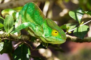 Groene kameleon in Madagaskar