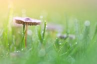 Got the sun on my head.... and it feels good! van Bob Daalder thumbnail