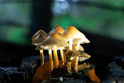 Witte paddestoelen