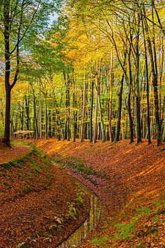 Herbstwald von Sandra Boom
