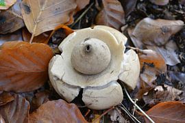 Paddenstoel by Anita van der Wiel