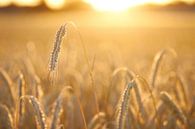 Summer by Silvio Schoisswohl thumbnail