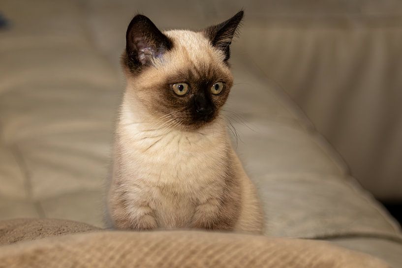 Little Cat by Eddy Smets
