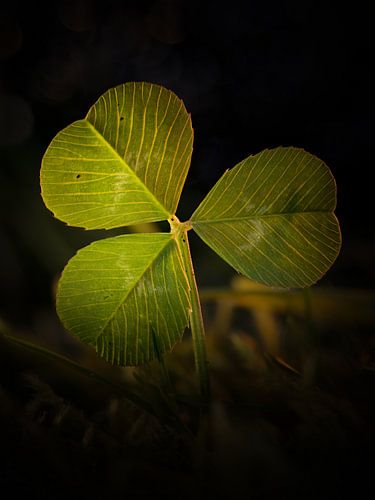Entre la lumière et la feuille