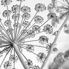 Queen Anne's lace by Petra Kroon