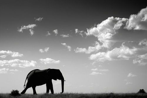 Silhouet van olifant in zwart-wit