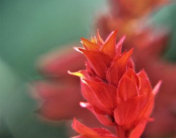 Rood bloempje van Marije Zwart