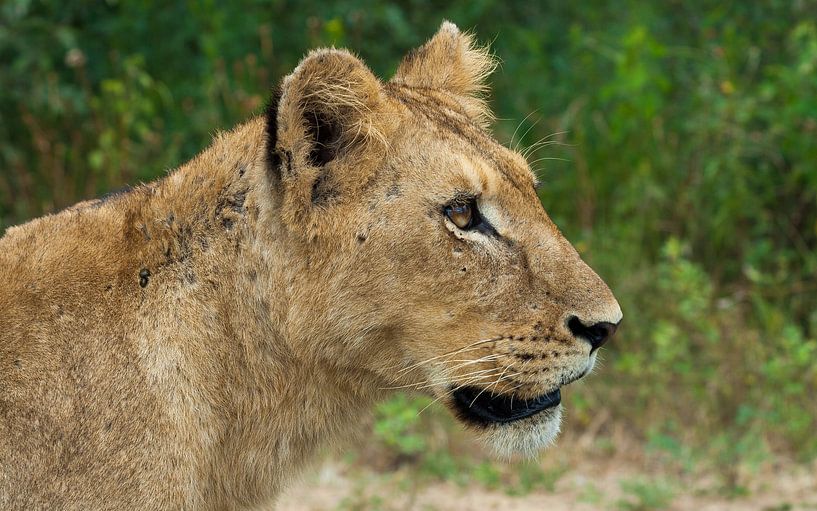 Leeuwin kijkend naar de prooi, Zuid Afrika von Chris van Kan