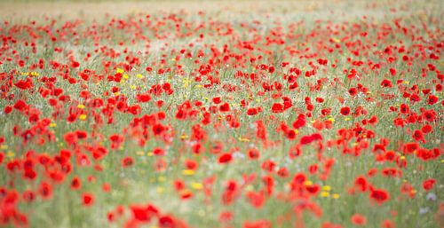 klaprozen in de zomerbries