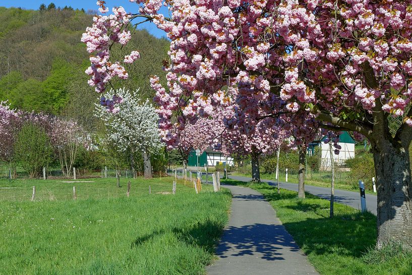 wandern unterm Blütendach von Peter Eckert
