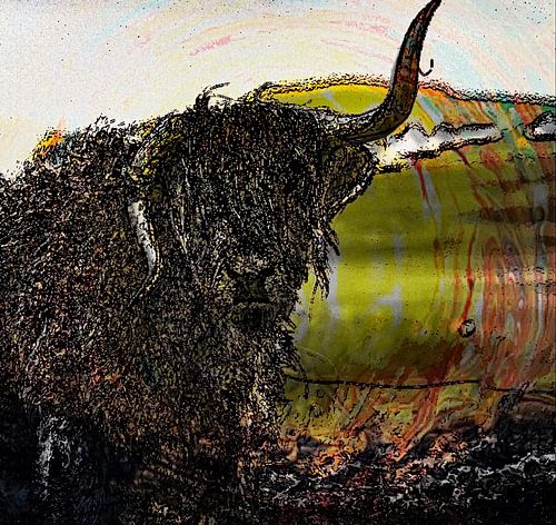 Schotse hooglanders “colours “ nee jij bent knap?