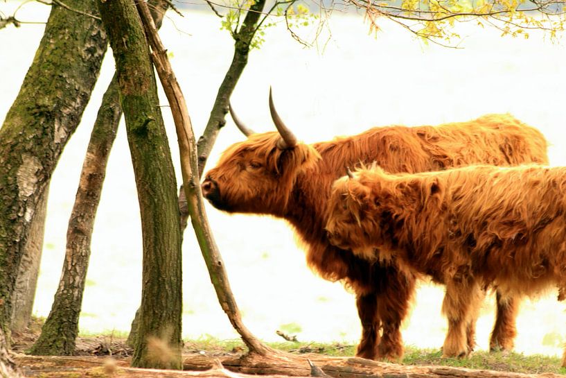 Scottish highlander mother and her calf under trees by Bobsphotography