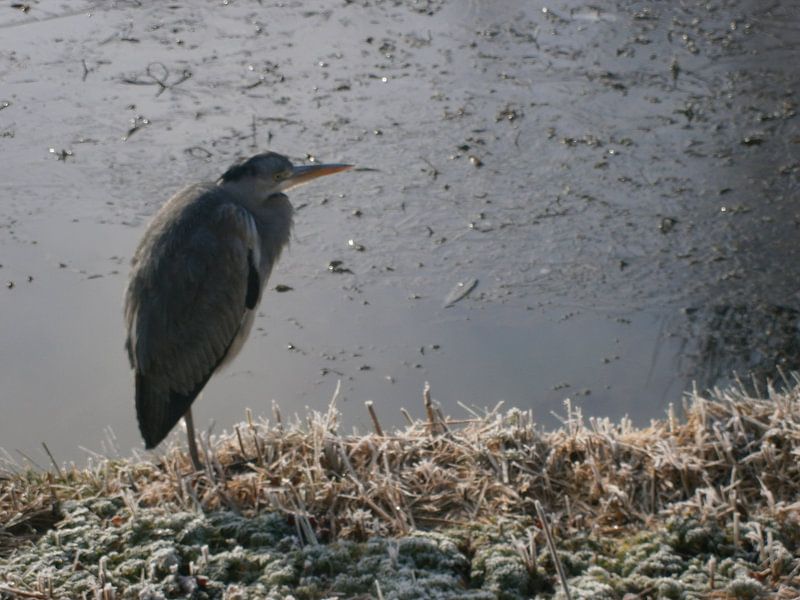 Reiger aan de slootkant von Colette Jut