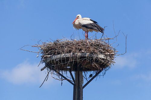 Weißstorch (Ciconia ciconia) mit Storchennest
