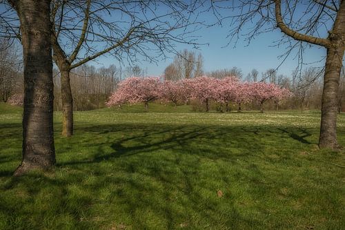 Bloeiende Prunus bomen